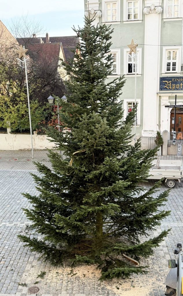 Der ungeschmückte Weihnachtsbaum in Bad Windsheim steht
